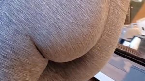 Culo rico y redondo en calza